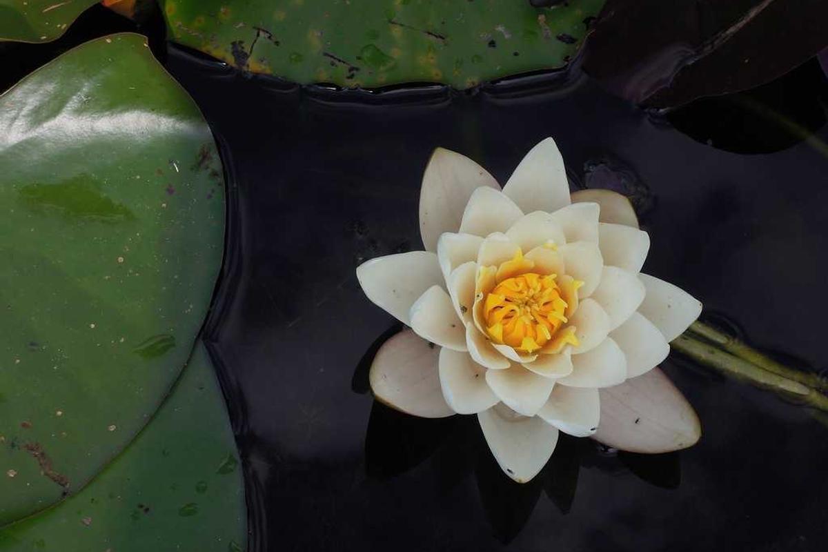 Canggu’s Culinary Scene Blossoms Amid Rising Tourism Demand