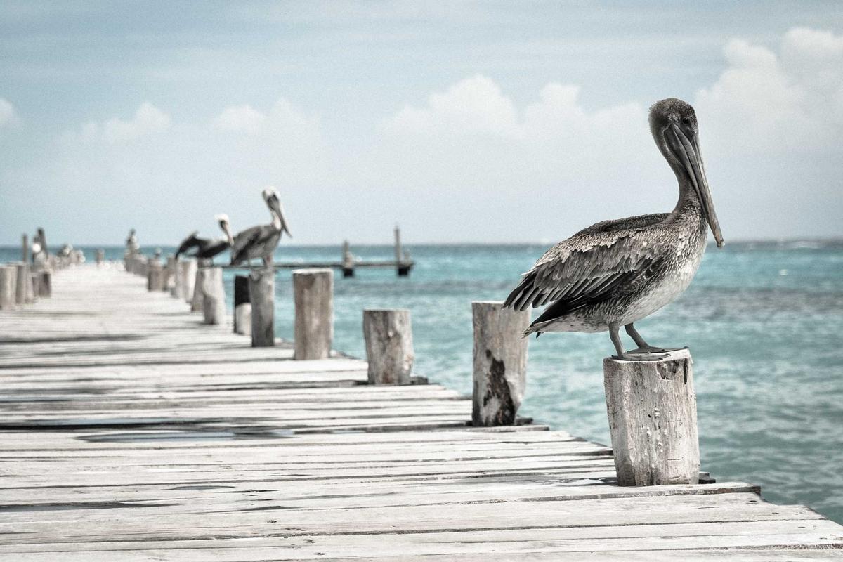 Canggu's Thriving Job Market: Navigating Opportunities in the Digital Age