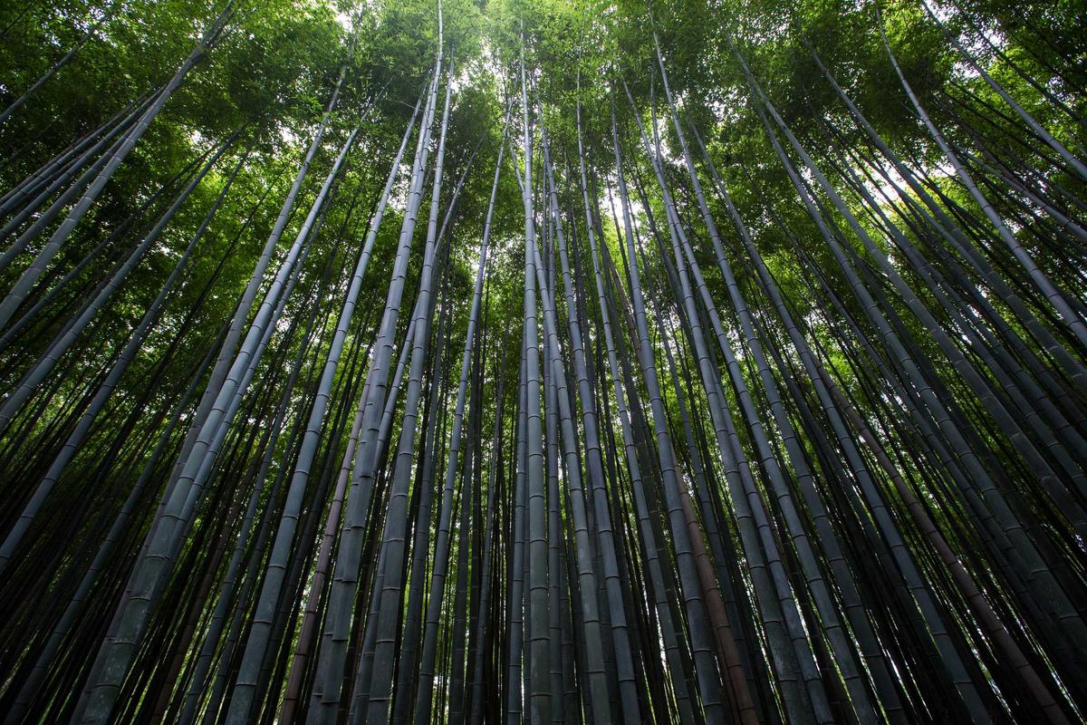 Ubud Embraces Digital Transformation to Preserve Cultural Heritage